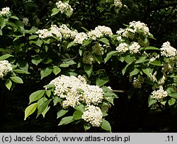 Photinia villosa (głogownik kosmaty)