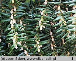 Torreya nucifera (czwórczak orzechowy)