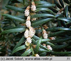 Torreya nucifera (czwórczak orzechowy)