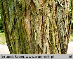 Maclura pomifera (żółtnica pomarańczowa)