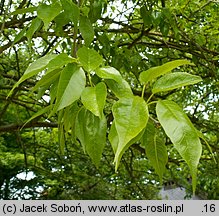 Maclura pomifera (żółtnica pomarańczowa)