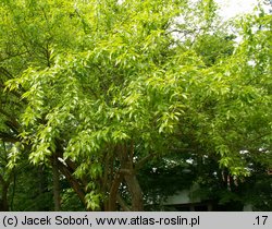 Maclura pomifera (żółtnica pomarańczowa)