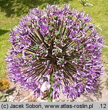 Allium hollandicum (czosnek holenderski)