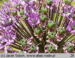 Allium hollandicum (czosnek holenderski)