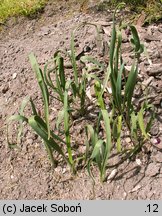 Allium oreophilum (czosnek Ostrowskiego)