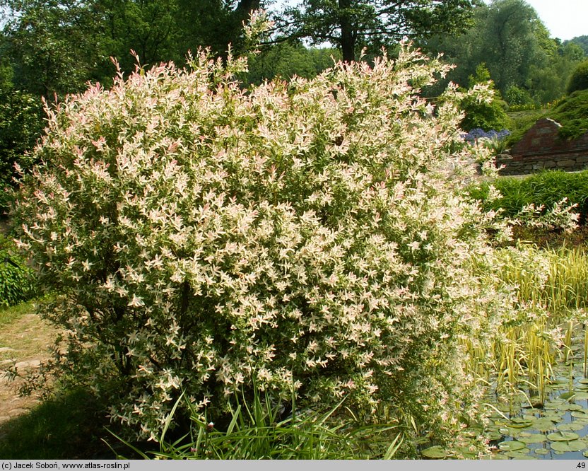 Salix integra (wierzba całolistna)