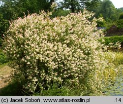 Salix integra (wierzba całolistna)