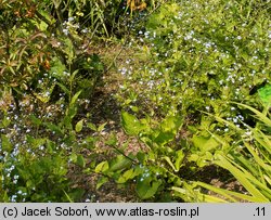 Brunnera macrophylla Variegata