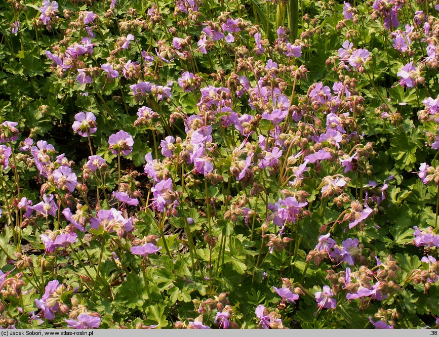 Geranium ×cantabrigense (bodziszek kantabryjski)