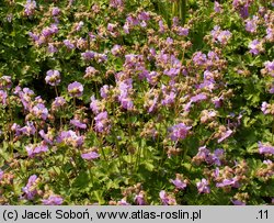 Geranium ×cantabrigense (bodziszek kantabryjski)