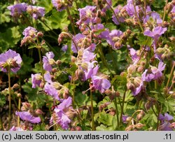 Geranium ×cantabrigense (bodziszek kantabryjski)