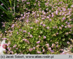 Geranium ×cantabrigense (bodziszek kantabryjski)