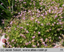 Geranium ×cantabrigense (bodziszek kantabryjski)