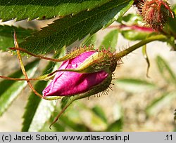 Rosa ×rugotida