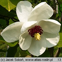 Magnolia sieboldii (magnolia Siebolda)