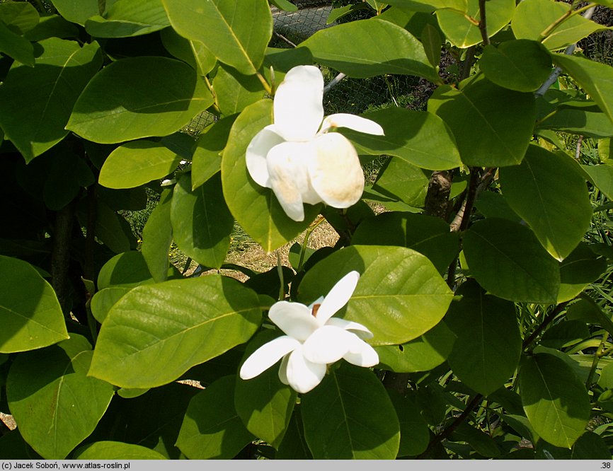 Magnolia sieboldii (magnolia Siebolda)