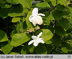 Magnolia sieboldii (magnolia Siebolda)