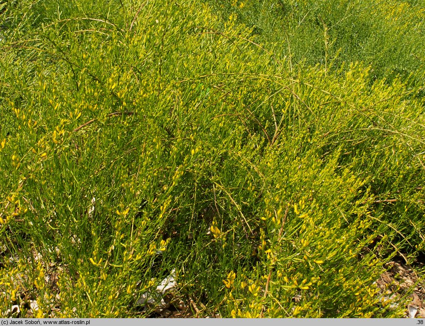 Genista lydia (janowiec lidyjski)