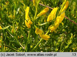 Genista lydia (janowiec lidyjski)