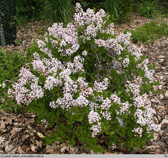 Syringa meyeri (lilak Meyera)