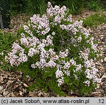 Syringa meyeri (lilak Meyera)