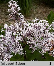 Syringa meyeri (lilak Meyera)