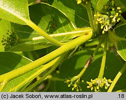 Nyssa sylvatica (błotnia leśna)