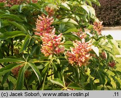 Aesculus pavia (kasztanowiec krwisty)