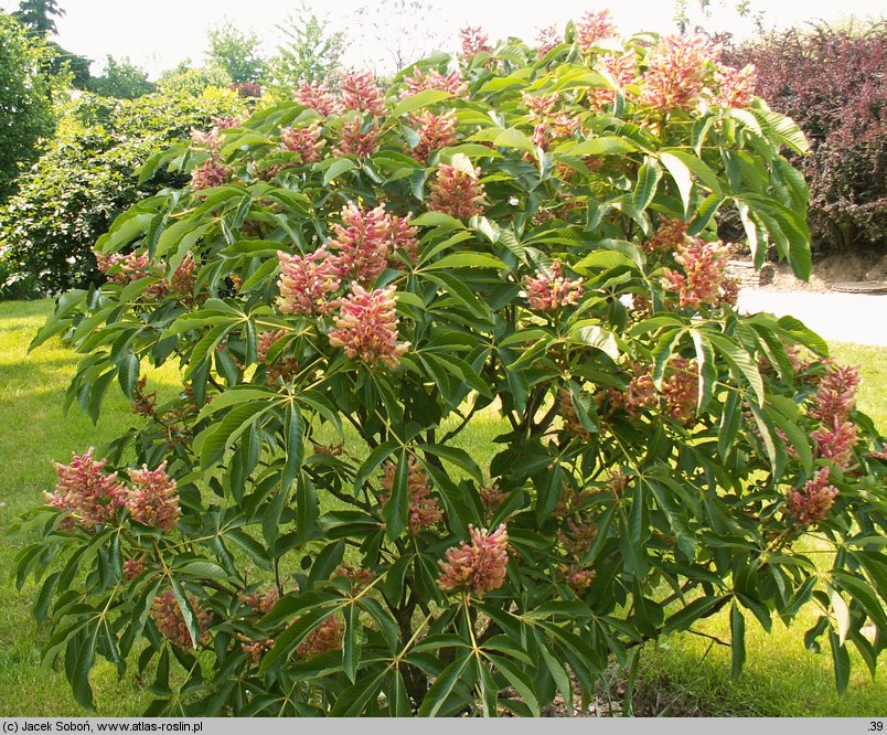 Aesculus pavia (kasztanowiec krwisty)