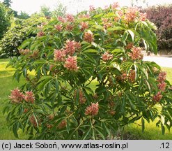 Aesculus pavia (kasztanowiec krwisty)