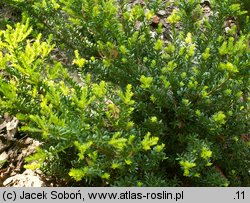 Podocarpus nivalis (podokarp śnieżny)