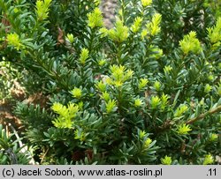 Podocarpus nivalis (podokarp śnieżny)