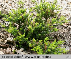 Podocarpus nivalis (podokarp śnieżny)