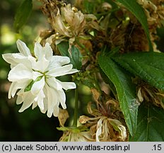 Prunus glandulosa Alboplena