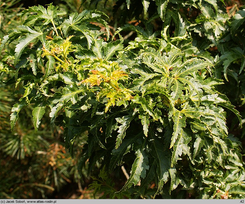 Acer palmatum Shishigashira