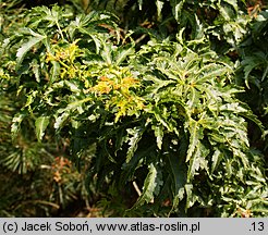 Acer palmatum Shishigashira