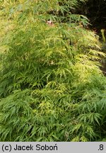 Acer palmatum (klon palmowy)