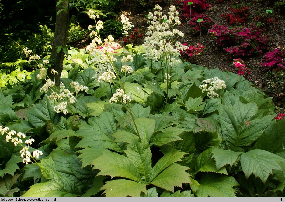 Rodgersia podophylla (rodgersja stopowcolistna)