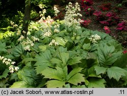 Rodgersia podophylla (rodgersja stopowcolistna)