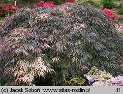 Acer palmatum Inaba Shidare