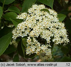 Viburnum prunifolium (kalina śliwolistna)