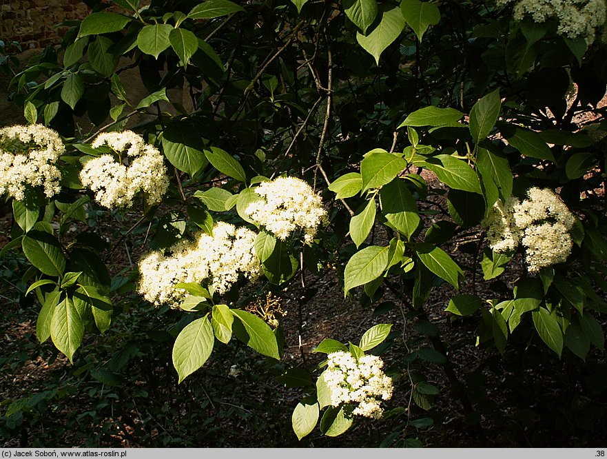 Viburnum prunifolium (kalina śliwolistna)