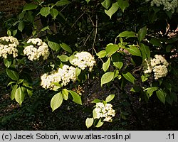 Viburnum prunifolium (kalina śliwolistna)