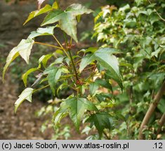 Acer buergerianum (klon trójzębny)