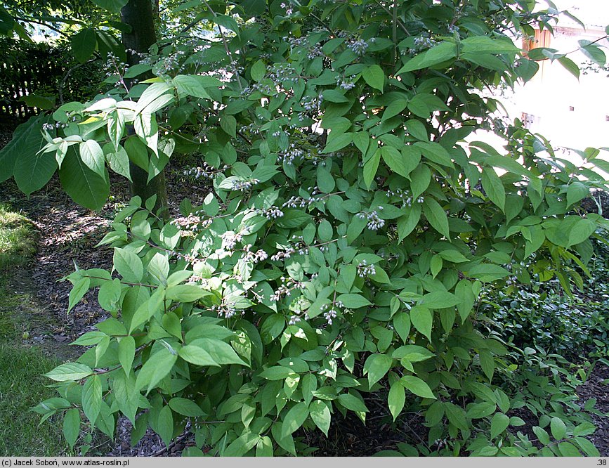 Deutzia ×hybrida (żylistek mieszańcowy)