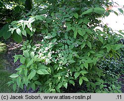 Deutzia ×hybrida (żylistek mieszańcowy)