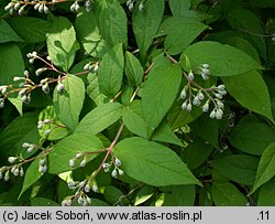 Deutzia ×hybrida (żylistek mieszańcowy)