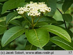 Viburnum nudum var. cassinoides (kalina białojagodowa)