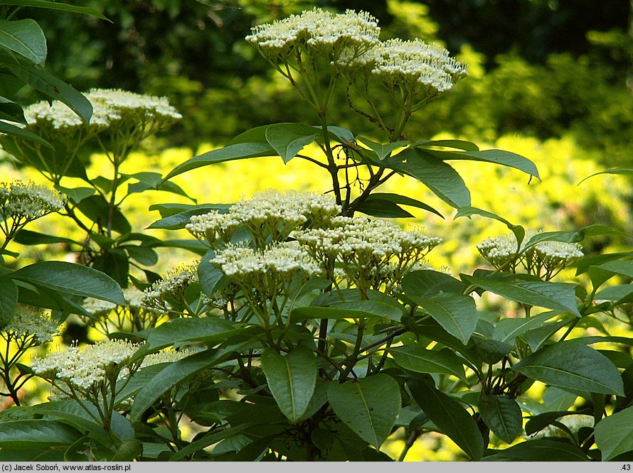 Viburnum nudum var. cassinoides (kalina białojagodowa)