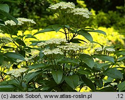 Viburnum nudum var. cassinoides (kalina białojagodowa)